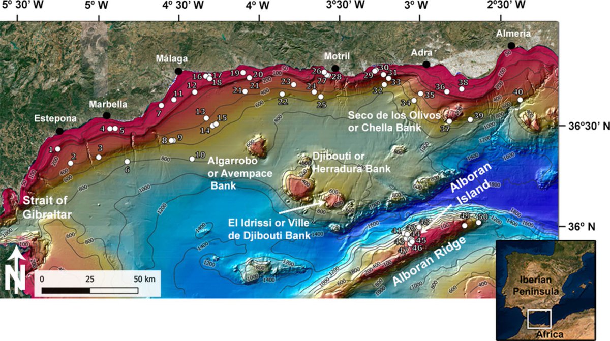 ieo_baleares's tweet photo. 🗞️ @InfoUMA #IEO_Málaga #IEO_Cádiz & #IEO_Baleares_Publication ➡️ 'Echinoderm Assemblages From Circalittoral and Bathyal Sedimentary Habitats of the Northern Alboran Sea...'
https://t.co/pnaDW5RLNm
#MEDITS #FEMPA #ESMARES https://t.co/3PrFqA47rt
