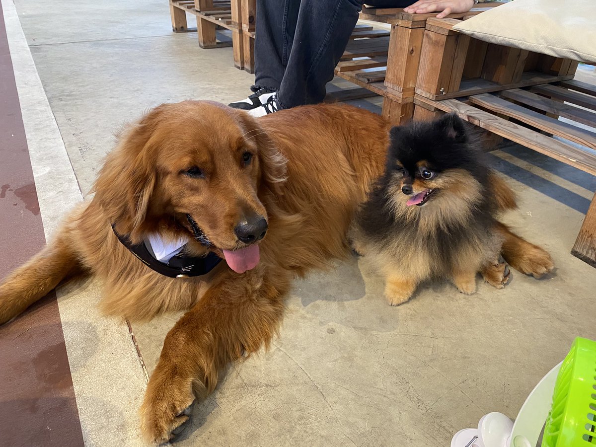 HBDน้องโบอิ้ง2ขวบ🎂🎉 #bebearboeing #brownybabybear