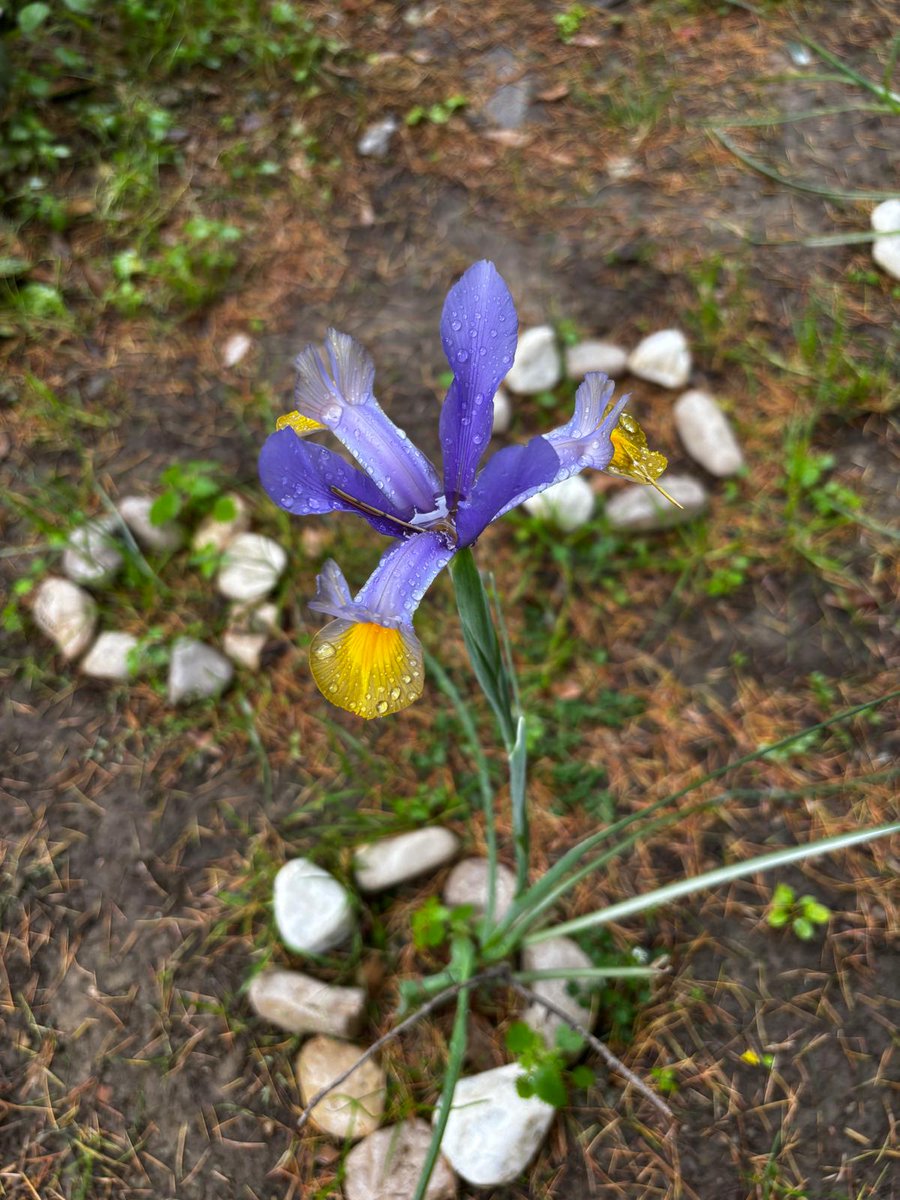 Fondazione PIN (@pinpoloprato) on Twitter photo Sbocciato il primo Iris piantato in ricordo di Giuliano Gori nel cortile del PIN - I bulbi di Iris (simbolo dell’Università di Firenze) erano stati piantati durante la giornata di commemorazione dedicata alla figura di Giuliano Gori.
<a href="/UNI_FIRENZE/">Università di Firenze</a> Sbocciato il primo Iris piantato in ricordo di Giuliano Gori nel cortile del PIN - I bulbi di Iris (simbolo dell’Università di Firenze) erano stati piantati durante la giornata di commemorazione dedicata alla figura di Giuliano Gori.
<a href="/UNI_FIRENZE/">Università di Firenze</a>