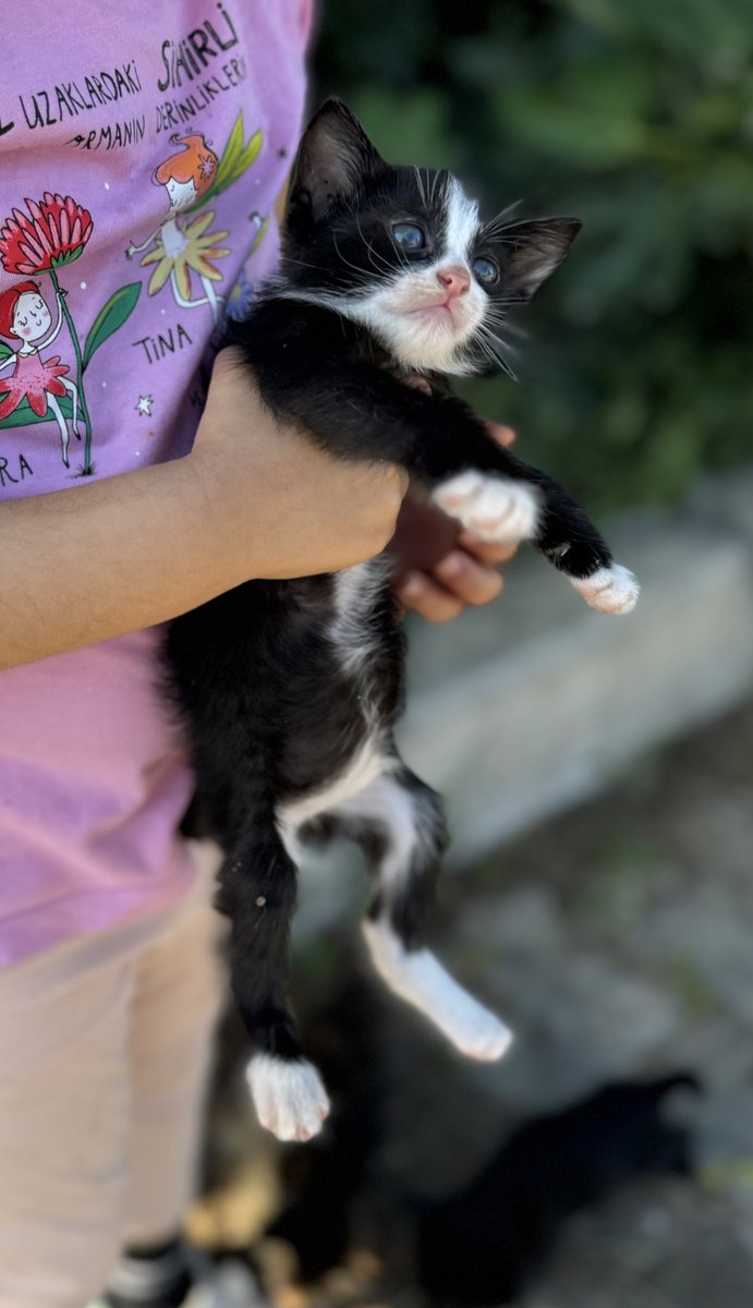 İzmir’den İstanbul’a arabayla gidecek birini bulabilir miyiz? Bu güzel bebek yeni yuvasına kavuşsun en kısa sürede. 🥹 

Bu post’u paylaşarak destek verirseniz, sevap puanlarınız artar🙈🥰