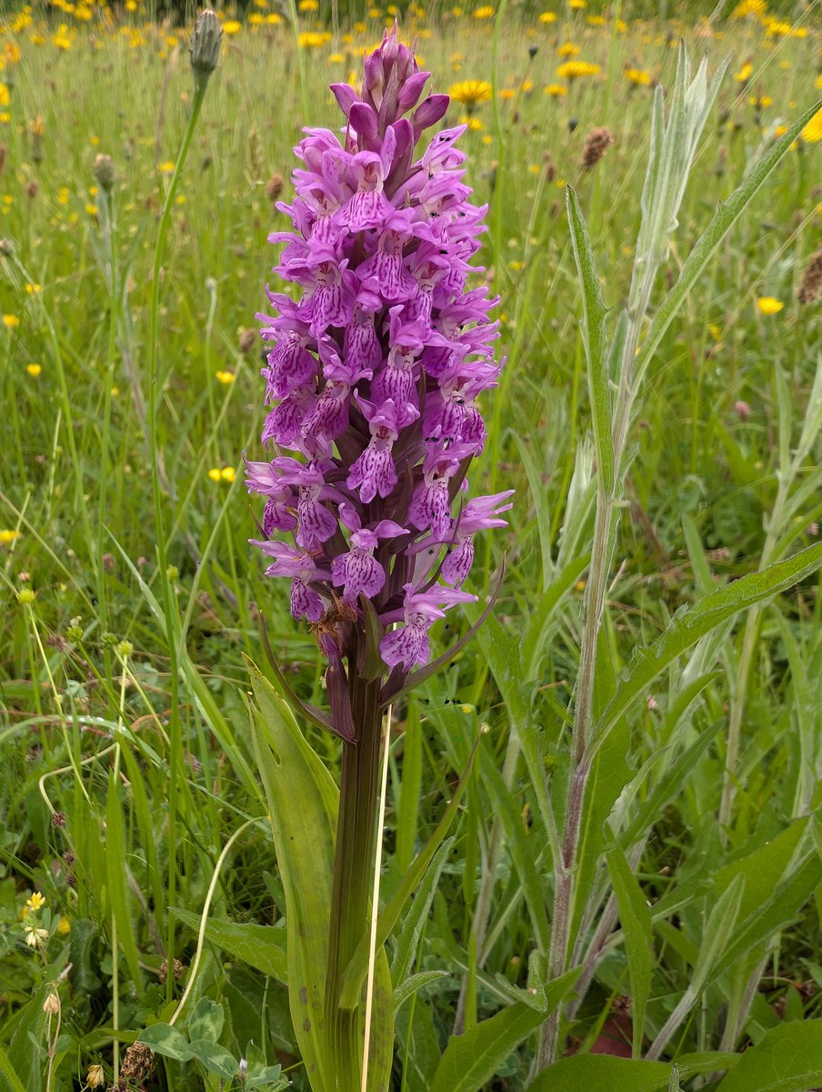 Sandhill House Country Retreat tweet media