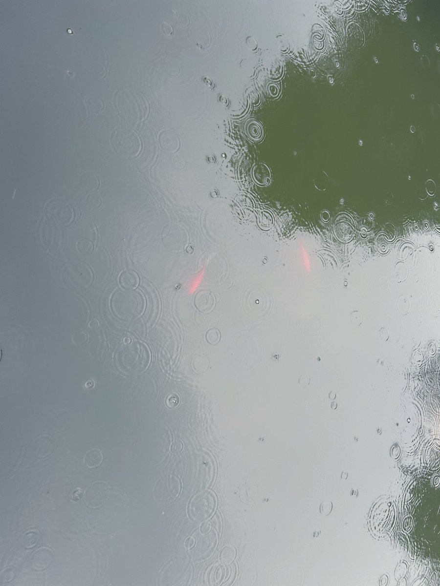 🐟☔️the water drifts into the sky, the ripple crush into bubble, face towards face, mirror towards mirror🫧