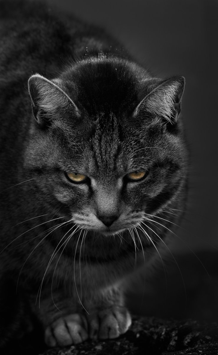 " I hate you"

「義実家の猫様は、おれのことが大嫌い」
嫁がいると、「にゃーん」(cv:大谷育江)なのに。嫁がでかけると「あ？」(cv:大塚芳忠)になる。
そして、マジでさっきバリバリで威嚇するでもなくずっとこうやってにらみつけてくるｗｗ

この写真はまさにおれ目線ｗ