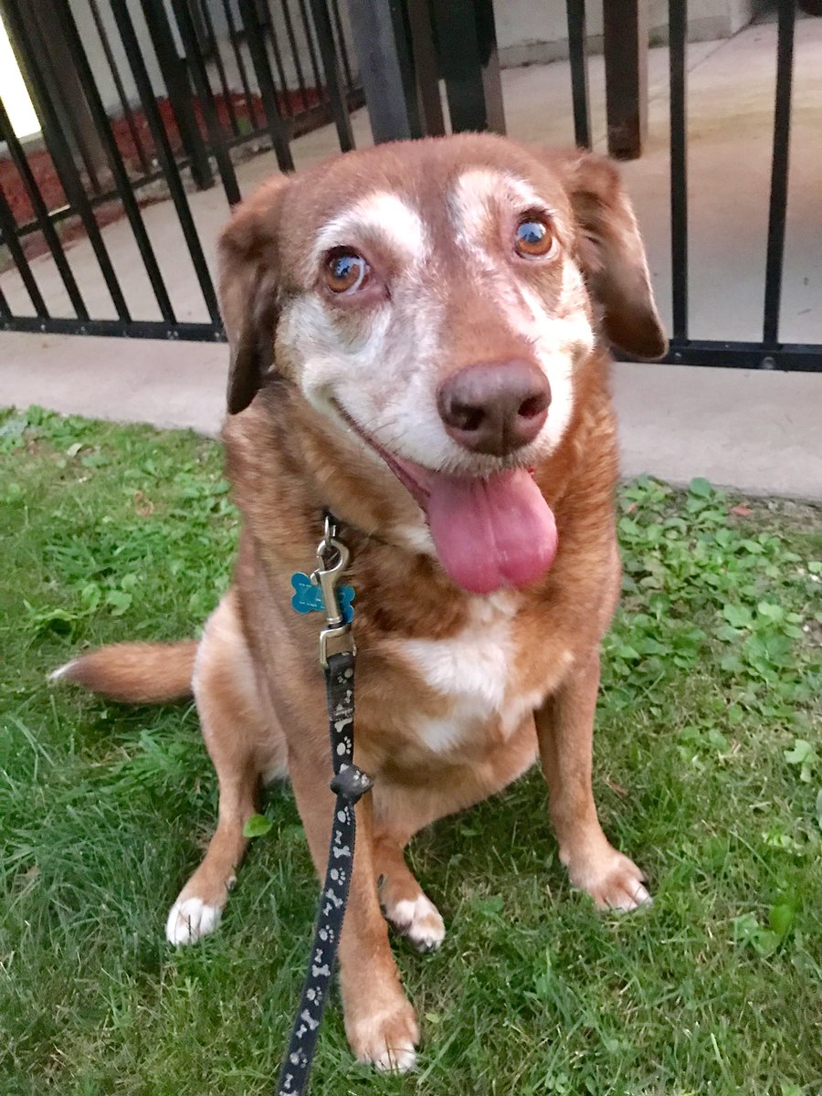 From the vaults. I miss our adventures.
#dogsoftwitter #katethedog #rainbowbridge #imissyou