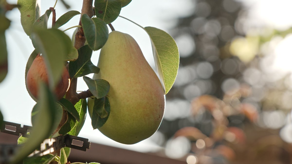 Now streaming! The latest episode of Ageless Gardens Season 5 is ready to be plucked! Watch it online for free.
visiontv.ca/videos/ageless…