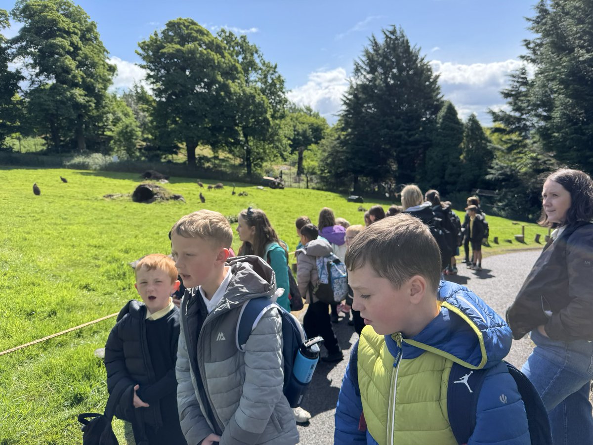 Primary4 tweet media