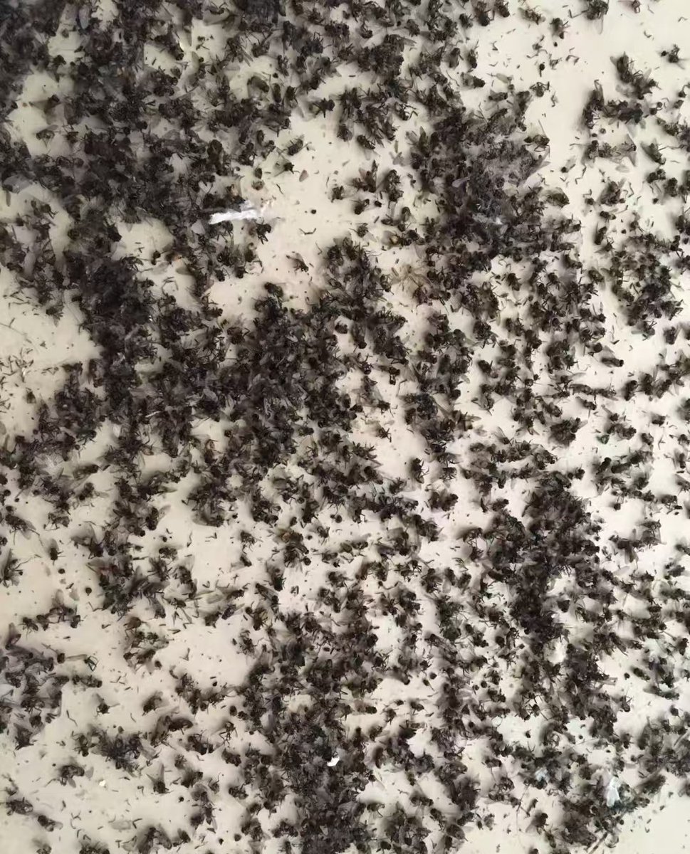 FLYMEME_'s tweet photo. Do you know how many flies are in here? Yes, as countless as your wealth! https://t.co/IqZ7ikIEow