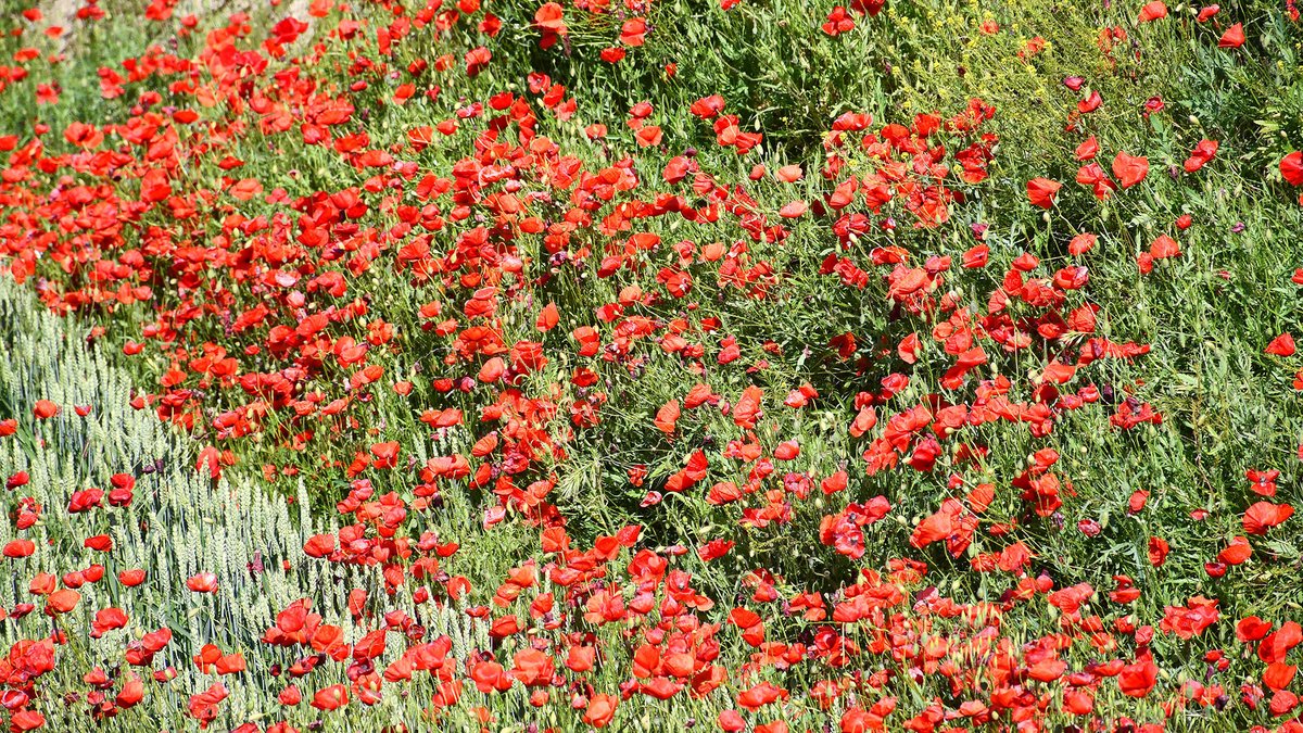 Temps del roig encès, paisatges amb ruelles, #primaverasegarra #bonatarda