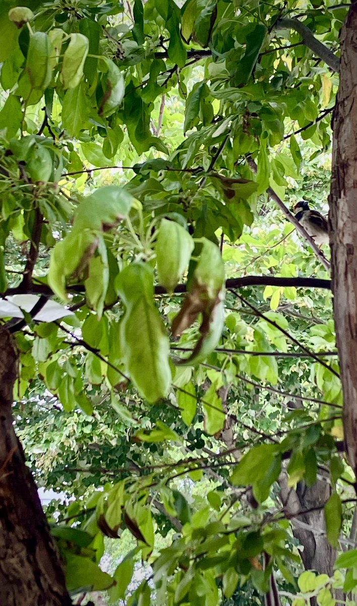 HobanGirl's tweet photo. Nature never fails to amaze &amp; amuse… in awe of its cleverness, charms, humor. This wee finch on #RoyalSt is constructing its nest in the midst of demo &amp; diggers, in a most unusual place… a splintered cavity of an old trunk. Spied it flying with a napkin, thrusting it down.🫶🪺 https://t.co/kBd2Q2x85D