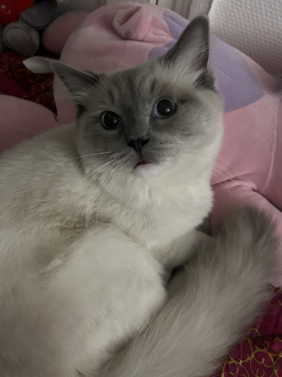 il est tout fluffy mon bb