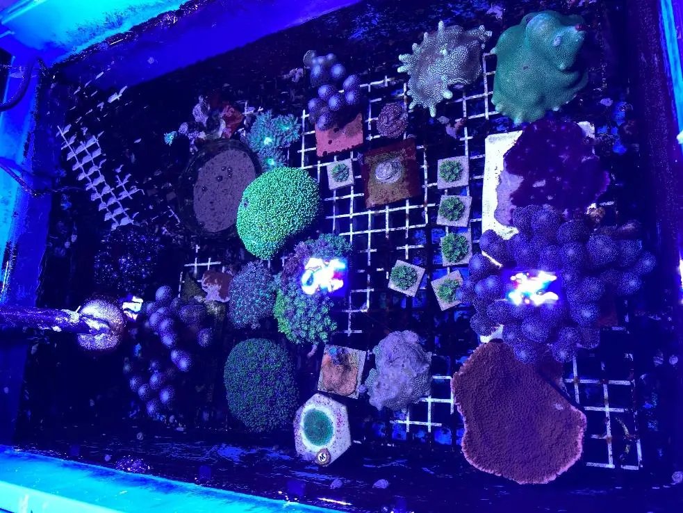 ICRSreefstudent's tweet image. A #Reefbite of info for you!

Behind the scenes of research at a #coral #mesocosm

Written by Daniela Restrepo Galeano

Blog link --&amp;gt; shorturl.at/ZPQAd