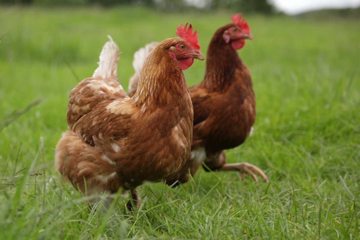 The UFU has welcomed the announcement by DAERA Minister that the Avian Influenza Prevention Zone (AIPZ) and the associated ban on poultry gatherings in NI, will be lifted from 12 noon on Saturday 31 May 2025.🐔

🔗ufuni.org/avian-influenz…