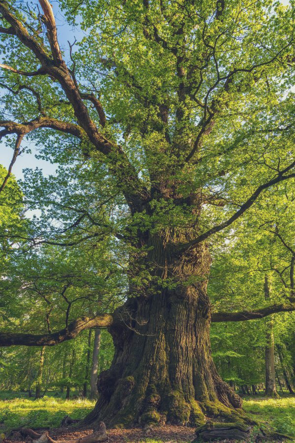 wait4pm's tweet photo. The Great Oak of Ivenack, Germany 🌳

The largest oak in the country, and likely all of Europe. One of many huge oaks in Ivenack https://t.co/LByvLDx2CS
