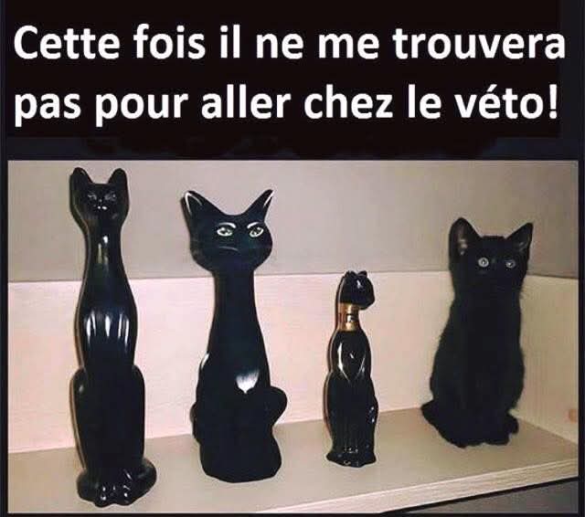 Languages Cat's French Cat Pic Of The Day...