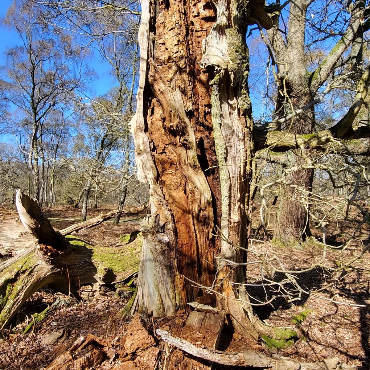 On the 7th June the ANCIENT TREE FORUM West Midlands and Worcestershire local group would like to welcome you to their 2nd field visit of 2025.

Please use the following link to book a ticket tinyurl.com/37zcyume