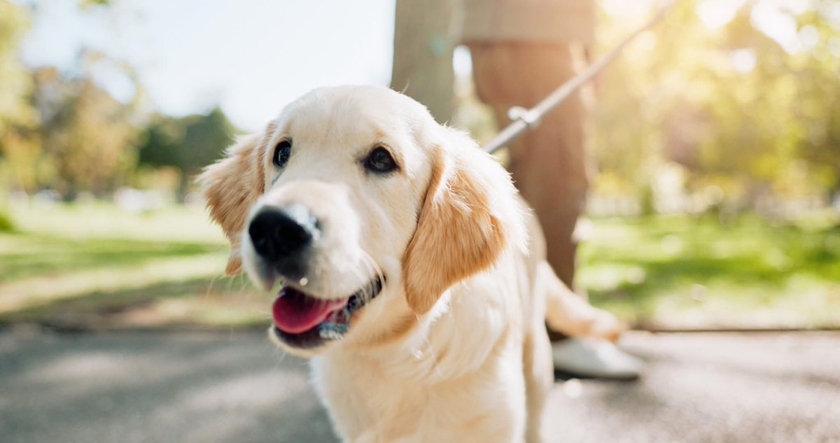 DogsForTheDisabled (@dogsfordisable1) on Twitter photo ๐พ SAVE THE DATE ๐พ
Weโre delighted to be invited to take part in <a href="/BunrattyCastle/">Bunratty Castle & Folk Park</a> Bark in the park on 8th June!
Pop by our stand to meet our Clare County Champion Max OโKeefe & his Mobility Assistance Dog Nicky. Weโll have a range of our gorgeous new merchandise available too! ๐ ๐พ SAVE THE DATE ๐พ
Weโre delighted to be invited to take part in <a href="/BunrattyCastle/">Bunratty Castle & Folk Park</a> Bark in the park on 8th June!
Pop by our stand to meet our Clare County Champion Max OโKeefe & his Mobility Assistance Dog Nicky. Weโll have a range of our gorgeous new merchandise available too! ๐