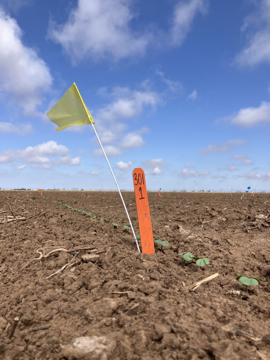 Adam Hixson (@hixsona) on Twitter photo Excited to see what this year brings! The unexpected results in research is what keeps me coming back year after year…that ‘aha’ moment. <a href="/BASFAgProducts/">BASF AgSolutions US</a> <a href="/txresearch/">Texas A&M AgriLife Research</a> Excited to see what this year brings! The unexpected results in research is what keeps me coming back year after year…that ‘aha’ moment. <a href="/BASFAgProducts/">BASF AgSolutions US</a> <a href="/txresearch/">Texas A&M AgriLife Research</a>