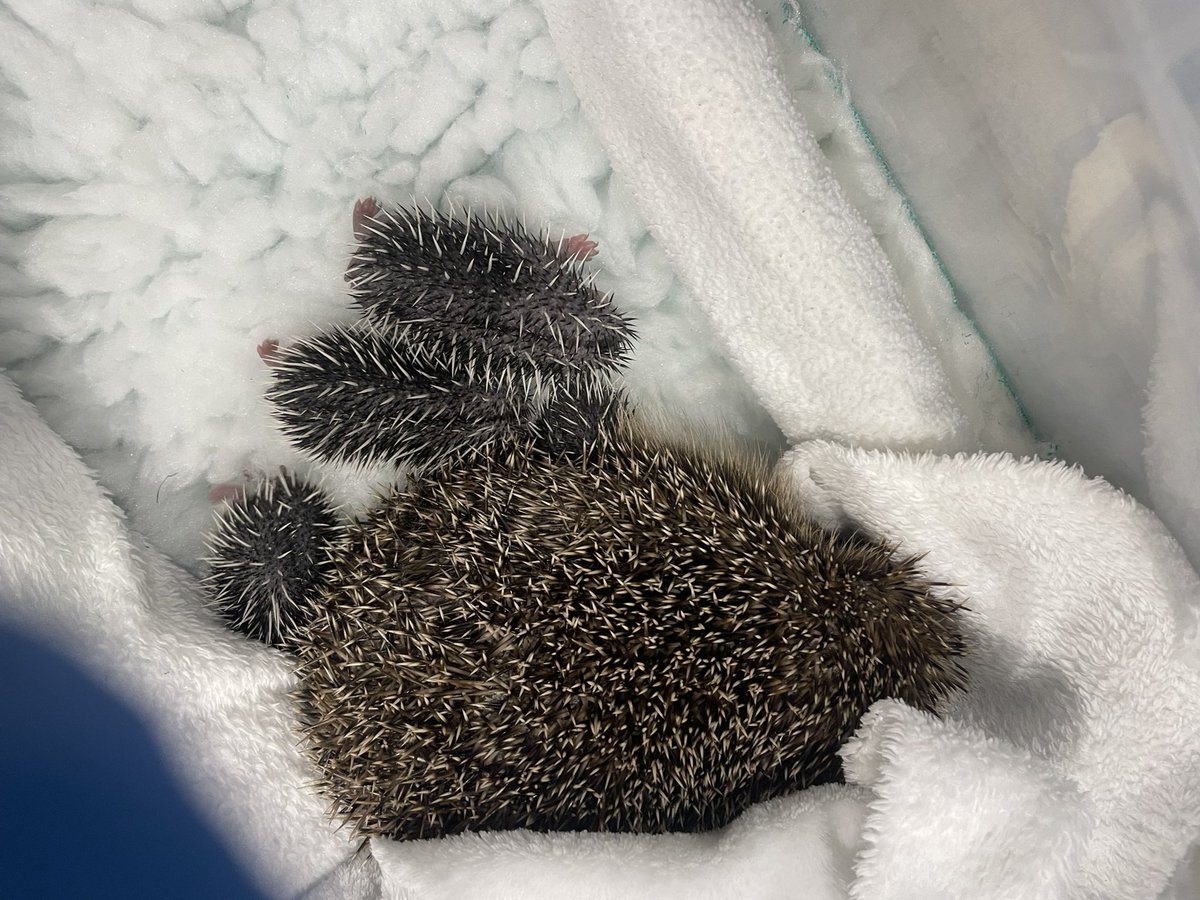 pricklelodge's tweet image. We have some news 🥰. Astrid one of our precious patients gave birth on 20/5. She’s been hands off since &amp;amp; we weren’t sure how many. Astrid was unsettled, so we’ve moved her and her 4 beautiful babies from the bed she gave birth in, into a nice clean bed. Special times #hoglets