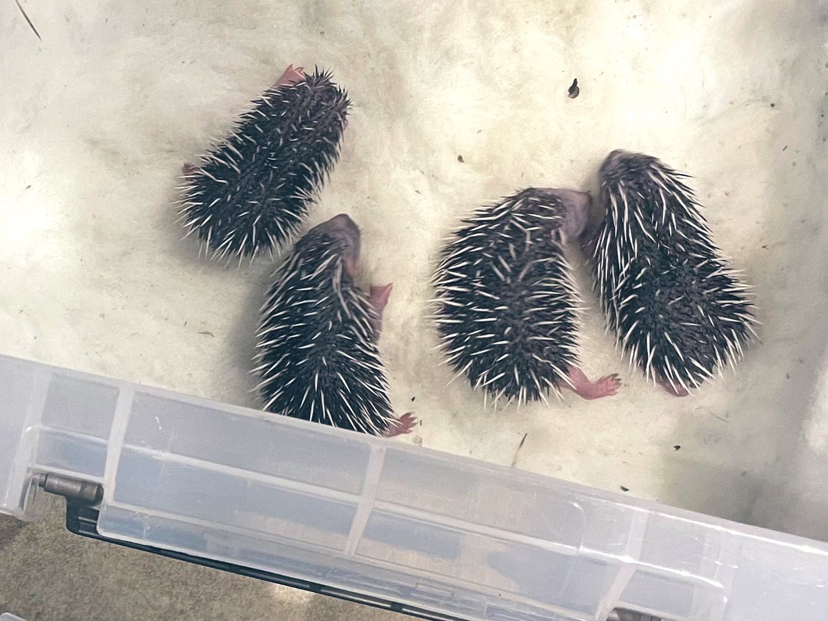 pricklelodge's tweet image. We have some news 🥰. Astrid one of our precious patients gave birth on 20/5. She’s been hands off since &amp;amp; we weren’t sure how many. Astrid was unsettled, so we’ve moved her and her 4 beautiful babies from the bed she gave birth in, into a nice clean bed. Special times #hoglets