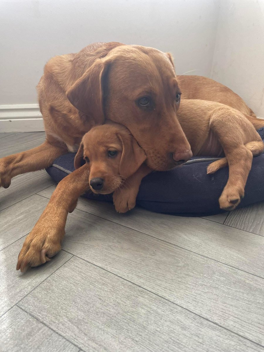 Is there anyone local that wouldn’t mind watching my two labs over the weekend whilst I’m in Newcastle? Would be from Friday afternoon until Sunday evening, can pay whatever, albeit one of them is a 7 month old and can be a little shit