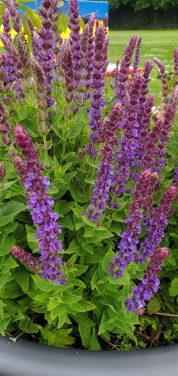 Lots of lovely purple flowers for the bees around our school pond! <a href="/BioInSchools/">Biodiversity in Schools</a> <a href="/SIROIreland/">SIRO Ireland</a> #NatureHeroes #beeChampions