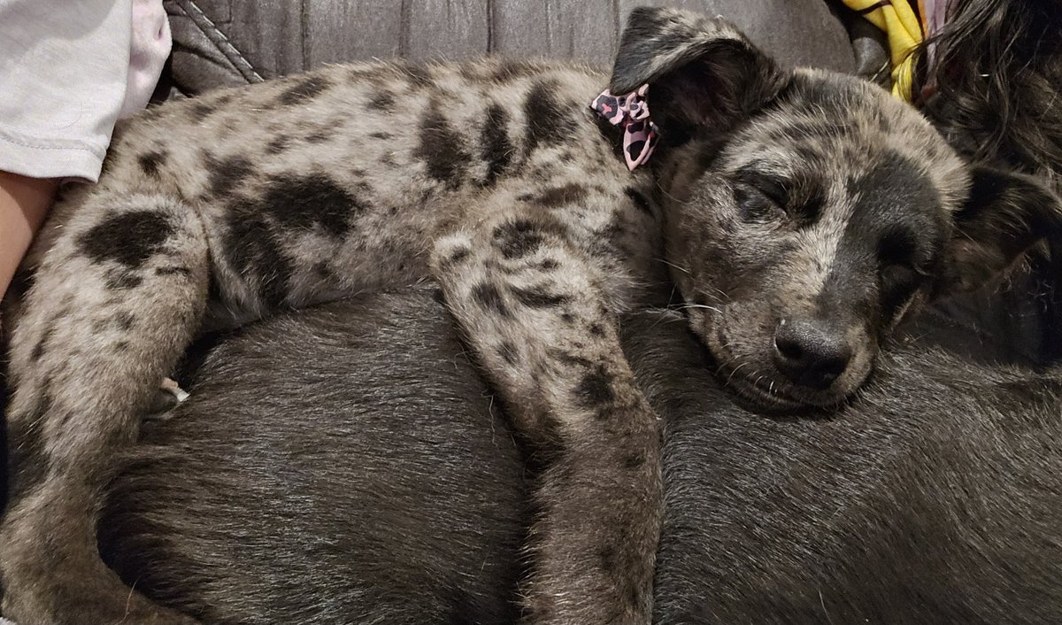 Our 9 week old puppy Yui, sleeping with her big sissy Mikasa. ❤️