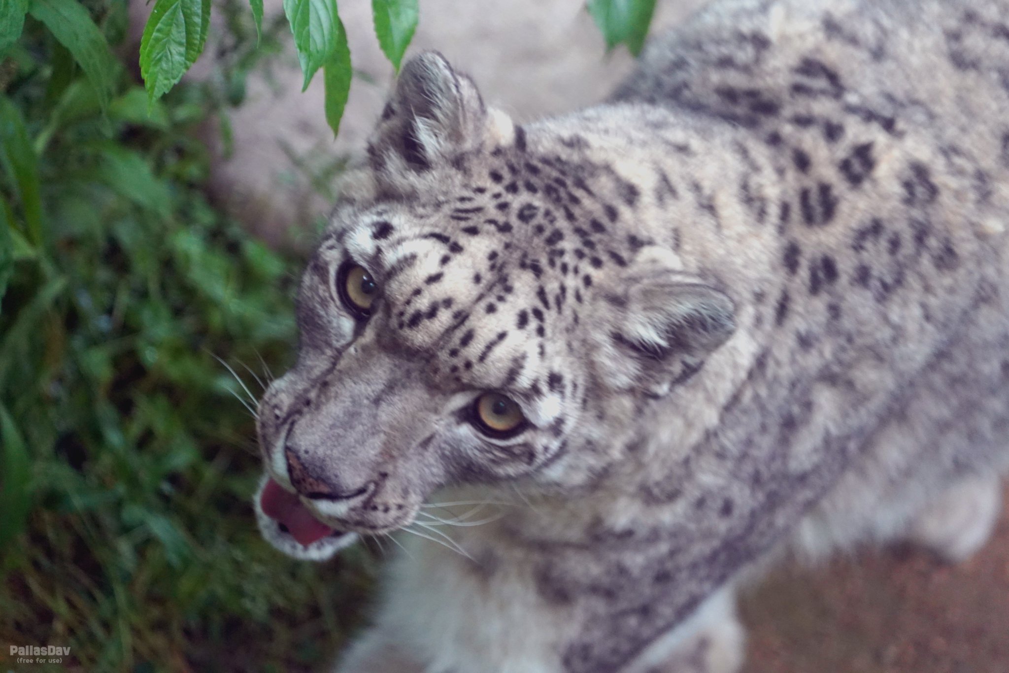 somali様　2016 ニウエ 絶滅危惧種コインコレクション ユキヒョウ somali様 2016 ニウエ 絶滅危惧種コインコレクション ユキヒョウ