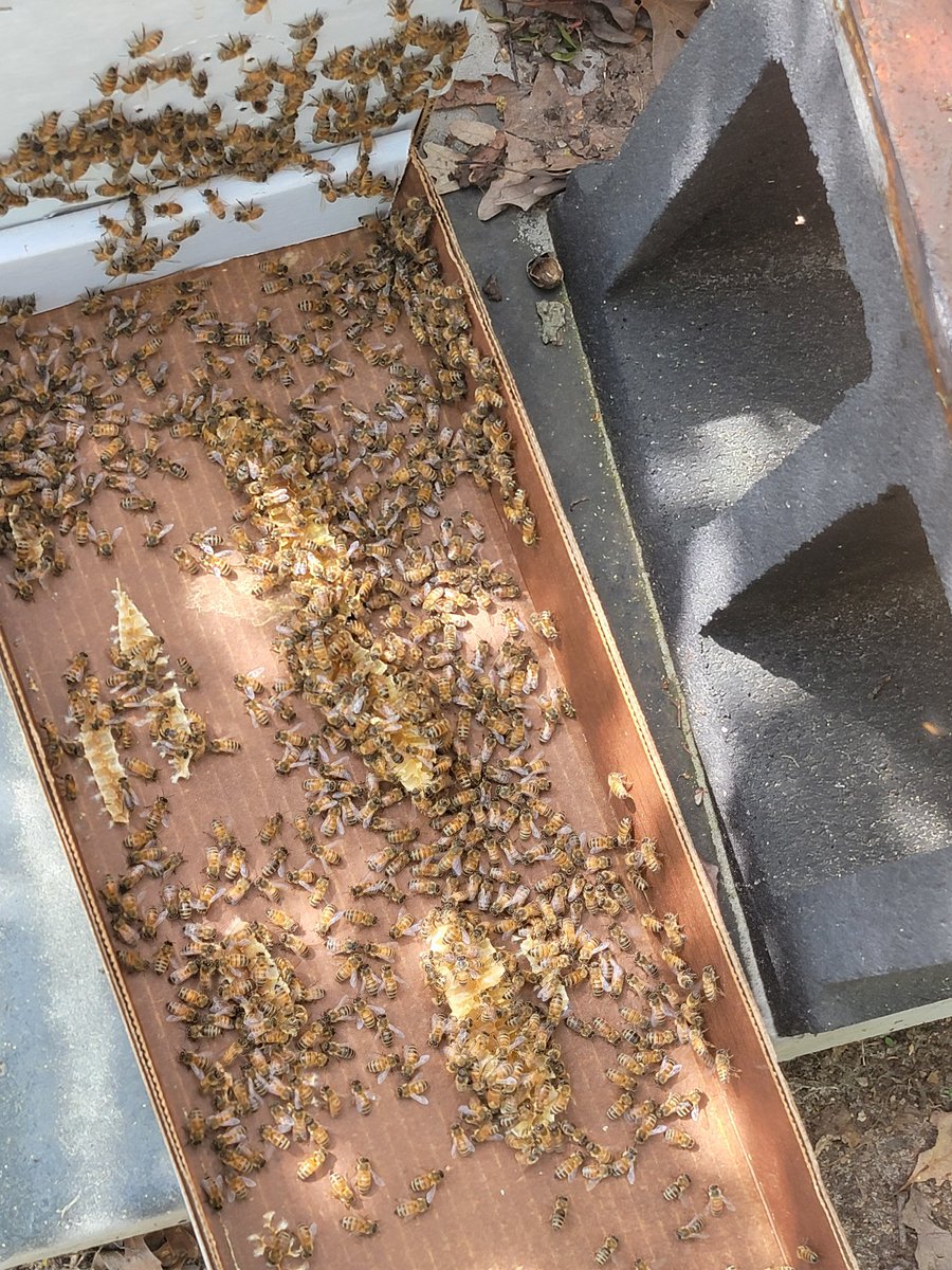 SilverGoldHoney's tweet image. Same number of hives as last year, but now split between two locations, covering two counties here in Wisconsin. 🐝
More space, more forage, more honey on the way.

Satellite location setup

#beekeeping #apiarylife #WisconsinHoney #localhoney #pollinators #homestead