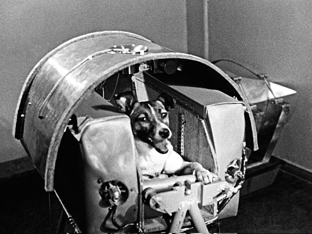 Eurovisiongirly's tweet image. 🪐 Justice for Laika ✨
 #eurovision #ire