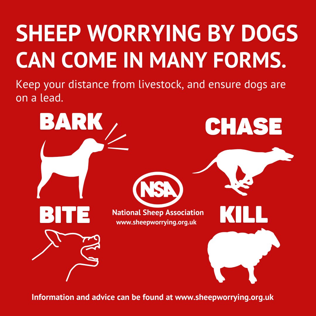 🚨 Ongoing investigations into recent dog attacks on sheep — including some fatal injuries.

Please keep dogs on leads near livestock. Lives and livelihoods depend on it - and its the law. 🐑🐾

#OPRandall #SheepWorrying #DogOwners #CountrysideCode