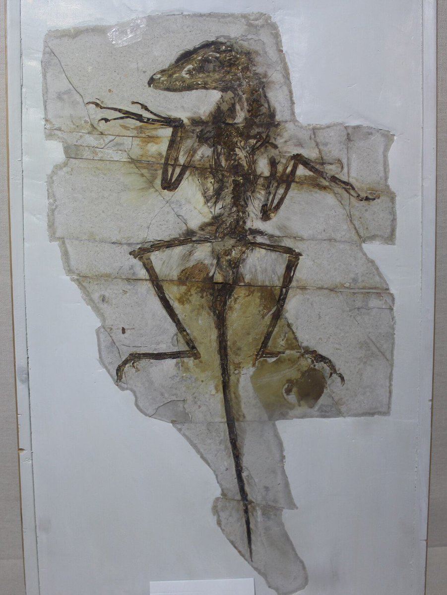 TM9380's tweet image. “If it looks like a bird, and acts like a bird, then it must be a dinosaur.” Scott Sampson