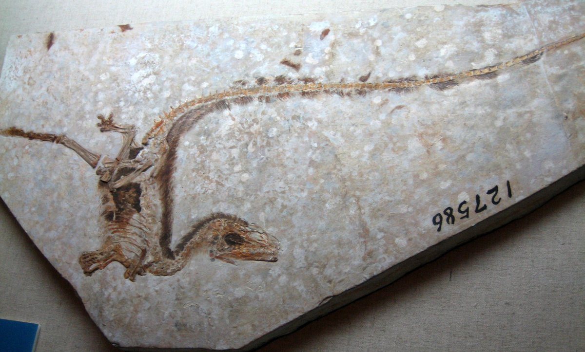 TM9380's tweet image. “If it looks like a bird, and acts like a bird, then it must be a dinosaur.” Scott Sampson