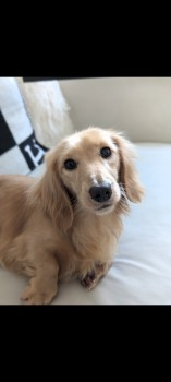 millypod1's tweet photo. 🆘10 MAY 2025 #lost LENNIE #ScanMe #StillMissing #SausageArmy
Cream Dachshund Male
Sutton Coldfield Park. Black Root Road entrance
#SuttonColdfield #WestMidlands #Birmingham #B74 https://t.co/7a7tnGBiX9 https://t.co/lGr7CSZXqM