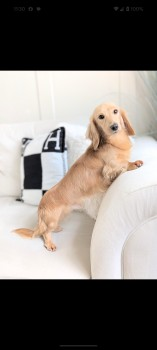 millypod1's tweet photo. 🆘10 MAY 2025 #lost LENNIE #ScanMe #StillMissing #SausageArmy
Cream Dachshund Male
Sutton Coldfield Park. Black Root Road entrance
#SuttonColdfield #WestMidlands #Birmingham #B74 https://t.co/7a7tnGBiX9 https://t.co/lGr7CSZXqM