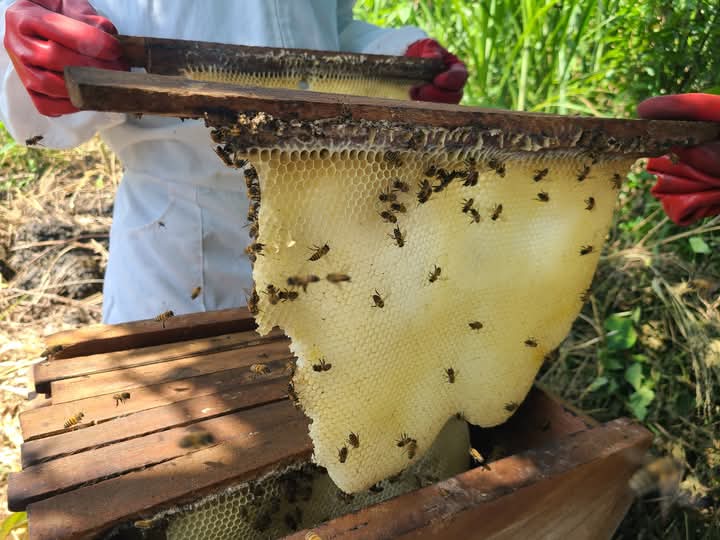 SNjonguo's tweet photo. Amazing bee day yesterday, BUT we made a big mistake during colony division 😔 Gave honey instead of brood frames! 🐝 Learning firsthand how crucial observation is. Working hard to correct it & ensure our bees thrive. #BeekeepingAdventures #BeeLearning #MistakesHappen #BeeCare https://t.co/hliRm9YX9T