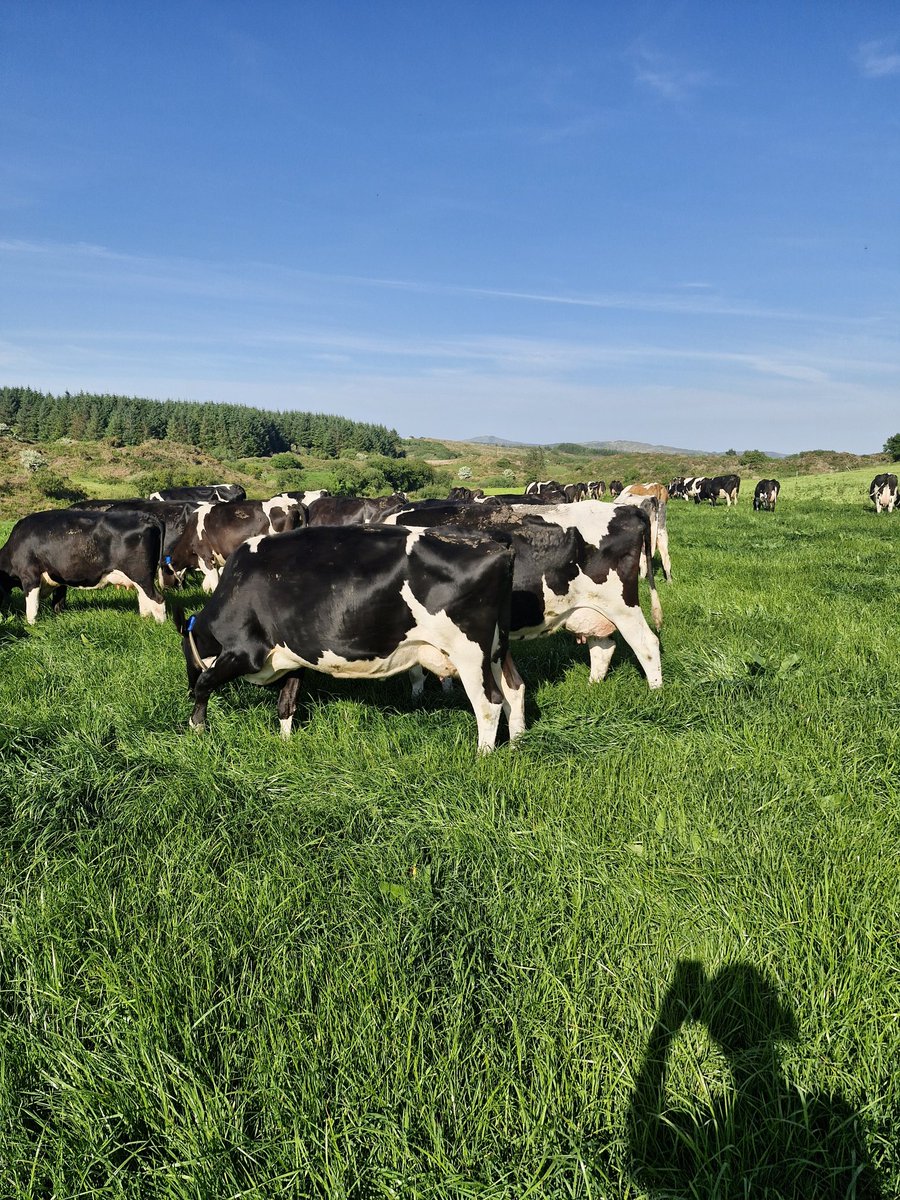 Cow Performance 14/05/25 

Yield = 22.5 
Fat = 4.15 
Protein = 3.58 
Kgs/Ms/Cow = 1.80 
SCC = 193000
TBC = 5 
Meal = 4kgs , Drinagh 14% Nut. 

#WestCork🇮🇪🐄 #Ballydehob #GrassToMilk🐄🇮🇪 <a href="/Drinaghagri/">Drinagh Agribusiness</a>