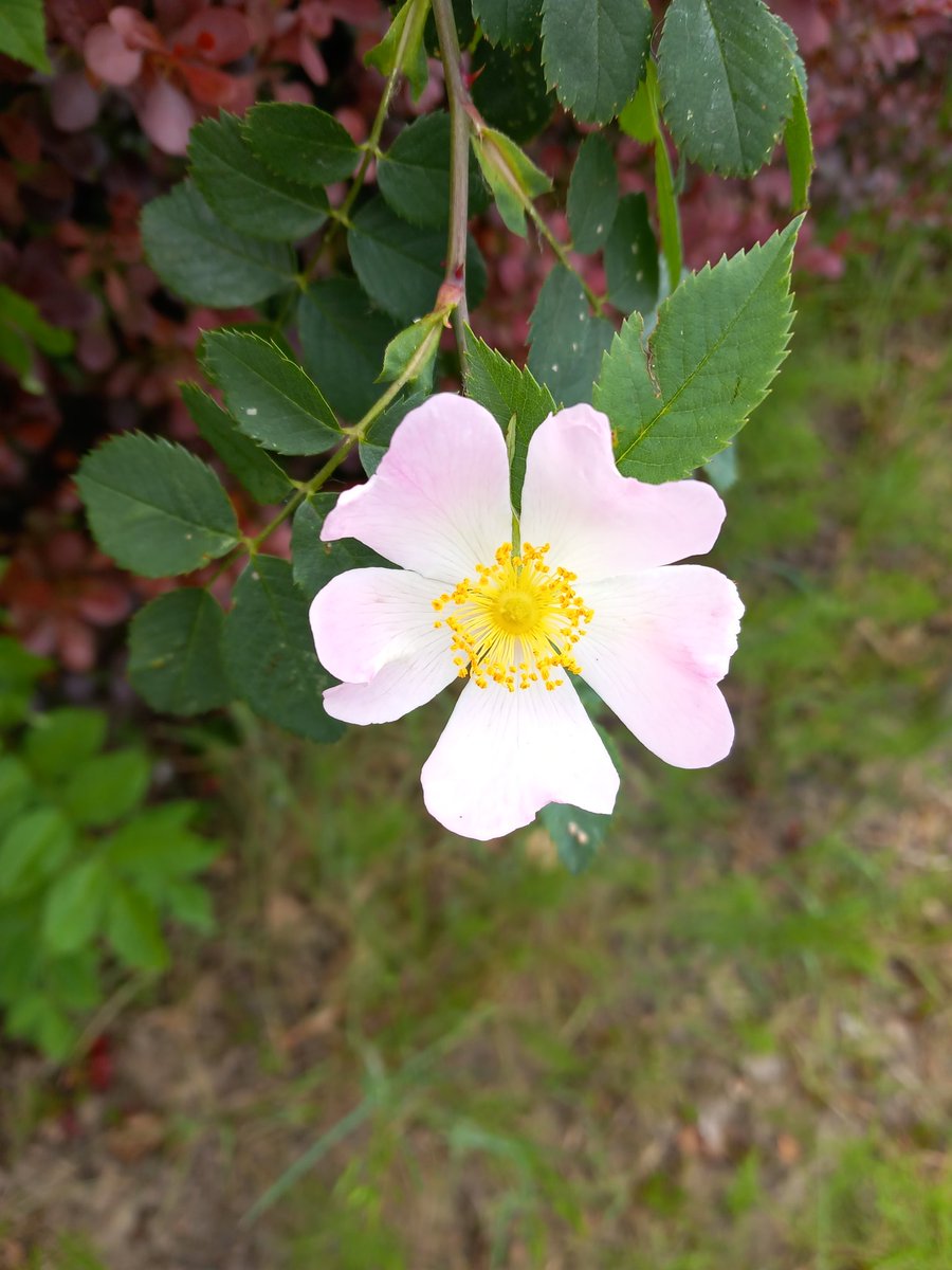 Ilse82667651's tweet image. #joyinspring