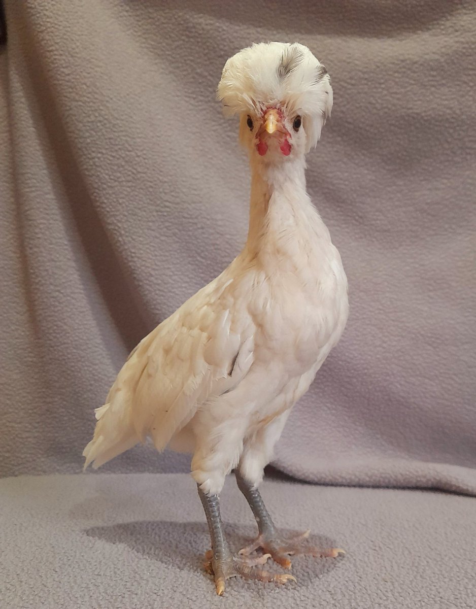 So after 2 really sucky days with losing little Laverne to her respiratory infection and then finding one of my 6 month old Serama boys just dead in the coop. I decided to adopt this 6 week old polish boy that <a href="/Quagmire9/">Quagmire1428 Gaming</a> has named and claimed. Meet Zsa Zsa!