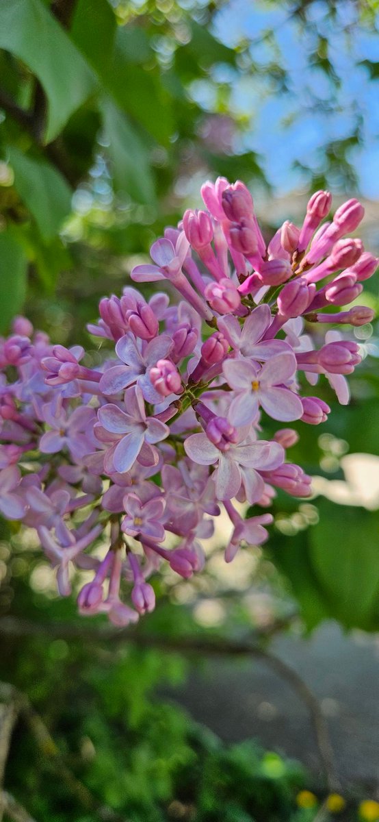 ruthmkb's tweet image. The Lilacs are out!!! 😍

#CanadaSpring