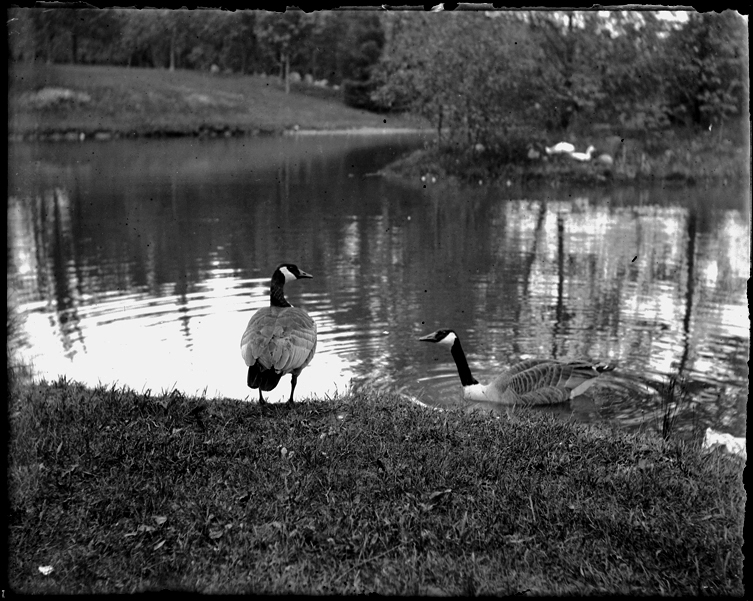 A swan and geese at the lake at Palmer Park--these photos were taken in May 1902! From the #detroitpubliclibrary Burton Historical Collection.
#tbt