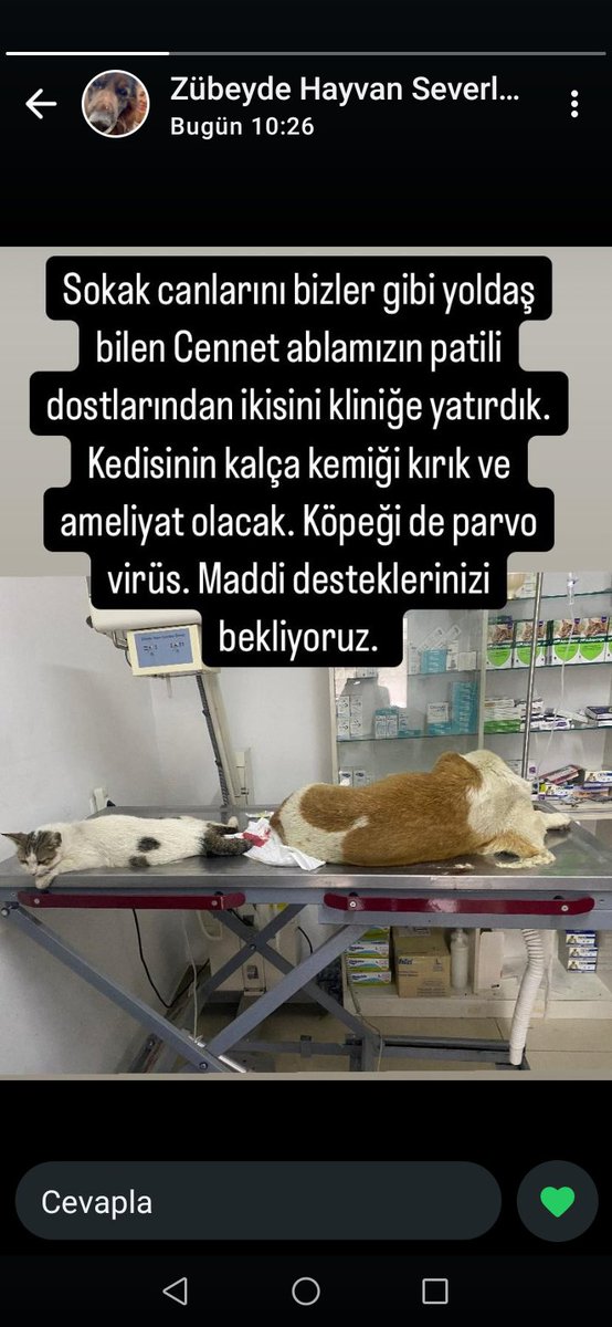🅱️ülentSEVENER🇹🇷✈️✈️ (@buraksevener77) on Twitter photo Çok Değerli Arkadaşım ve Dostum
<a href="/CennetSumbul/">Cennet Sümbül</a>👈 Cennetin iki partili dostları Kliniğe yattı ve Köpeğide Parvo Virüs var. Lütfen desteklerinizi bekliyoruz
Yardımcı olmak isteyen hayvanseverlerden destek bekliyoruz.
Dmden ulaşabilirsiniz
👉<a href="/CennetSumbul/">Cennet Sümbül</a>👈 Çok Değerli Arkadaşım ve Dostum
<a href="/CennetSumbul/">Cennet Sümbül</a>👈 Cennetin iki partili dostları Kliniğe yattı ve Köpeğide Parvo Virüs var. Lütfen desteklerinizi bekliyoruz
Yardımcı olmak isteyen hayvanseverlerden destek bekliyoruz.
Dmden ulaşabilirsiniz
👉<a href="/CennetSumbul/">Cennet Sümbül</a>👈