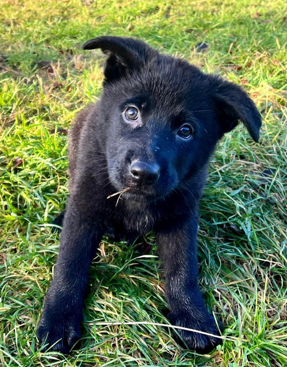From Pup to Police Dog! Today #PDEva and her handler licenced as a General Patrol Dog (GPD) team. They'll now put their hard work into practice searching for missing/vulnerable people, suspects &amp; criminals &amp; trying to make the North East a safer place. Wish them luck!

#Pawesome