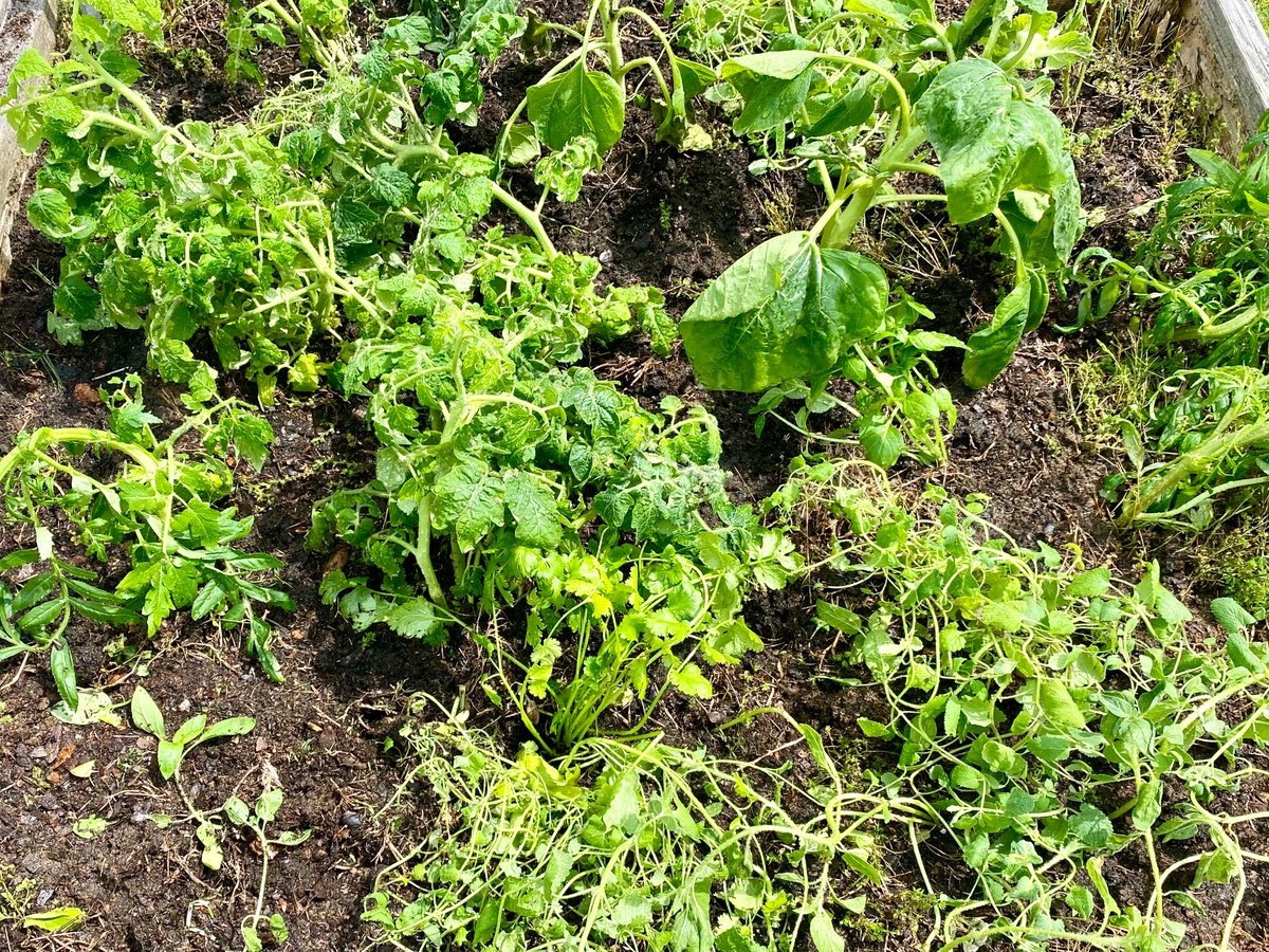 Lisa Stubbs (@stubbs_ctae) on Twitter photo CTAE plants have been moved to the school garden <a href="/EJJaguars/">Esther Jackson Elem</a> with help from <a href="/Ms_Mirsky/">Kimberly Mirsky</a> !! 🍅🌿🌻 CTAE plants have been moved to the school garden <a href="/EJJaguars/">Esther Jackson Elem</a> with help from <a href="/Ms_Mirsky/">Kimberly Mirsky</a> !! 🍅🌿🌻