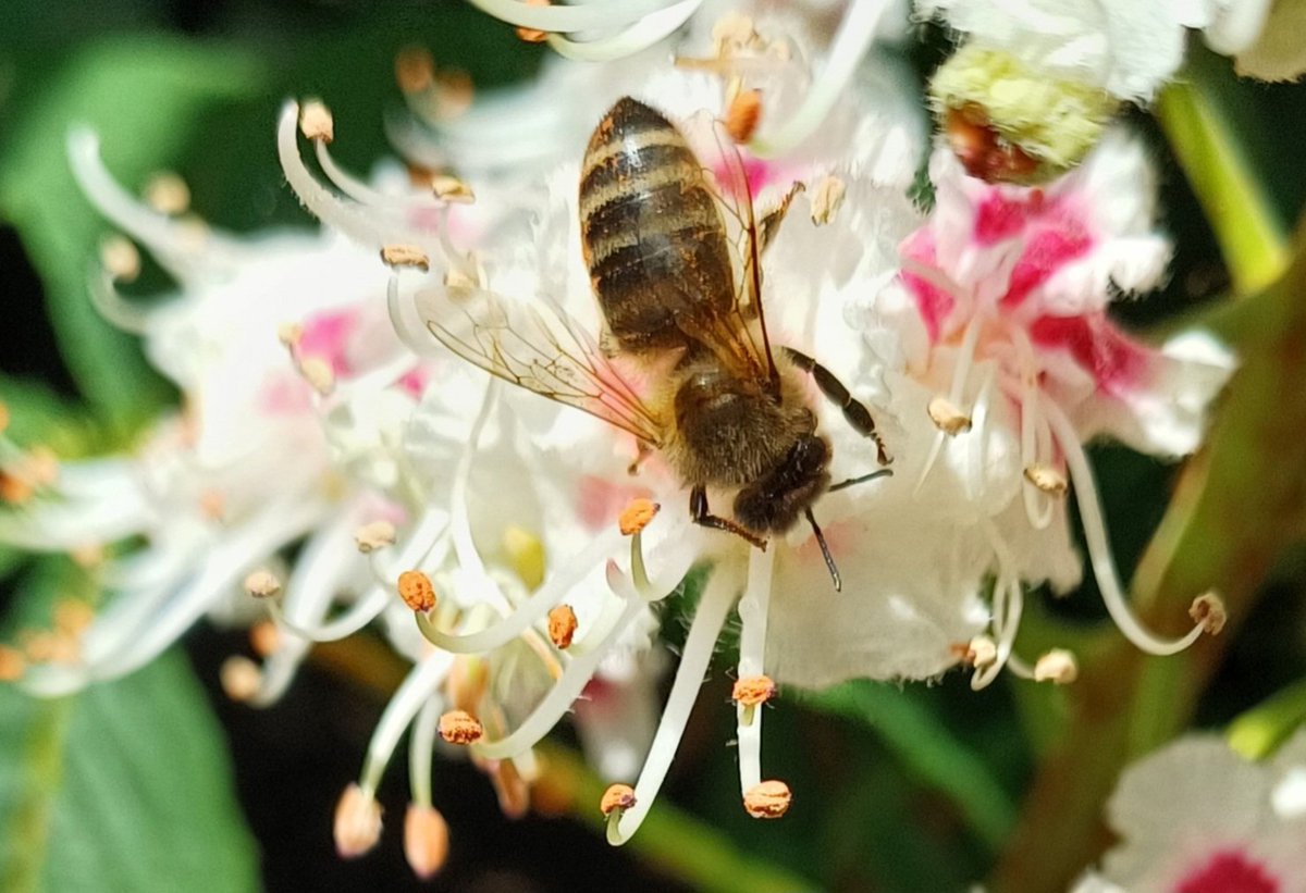 lyncs7's tweet photo. Honey bee collecting pollen on horse chestnut flowers 🌺
#wildlifephotography #nature #NaturePhotography #flowers https://t.co/0NCAjdIo7h