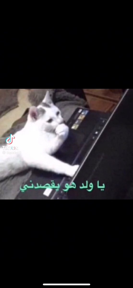 مشعل tweet media