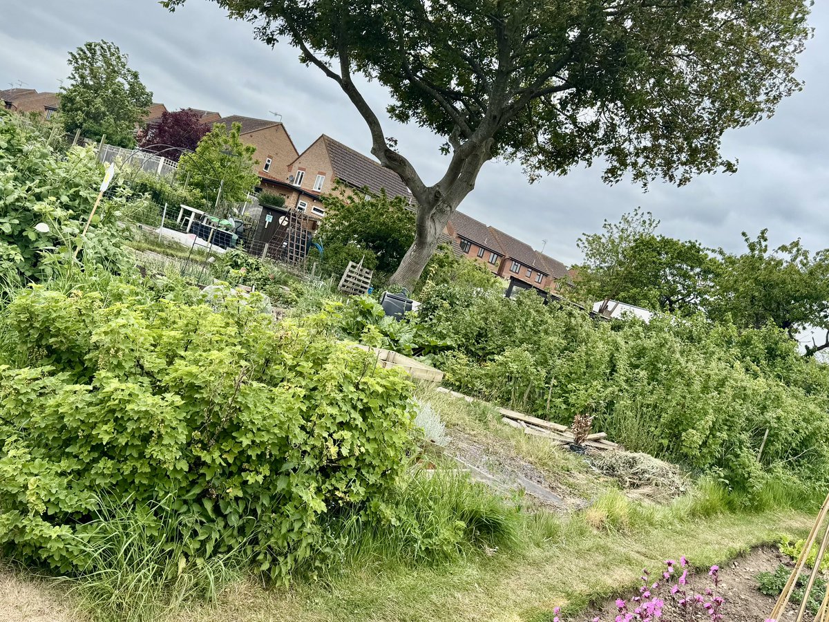 We came, we weeded, we conquered.

The Divergent allotment is fast becoming a firm favourite.

🌱 Planting perseverance, cultivating curiosity, watering wellbeing, digging up determination and harvesting happiness. 

We may have taken the metaphor a little too far…