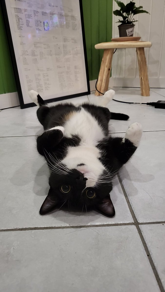 TheDangerousMe's tweet photo. @Biibzi Ma choupinette Soju 🐈‍⬛ https://t.co/53SEoImm6H