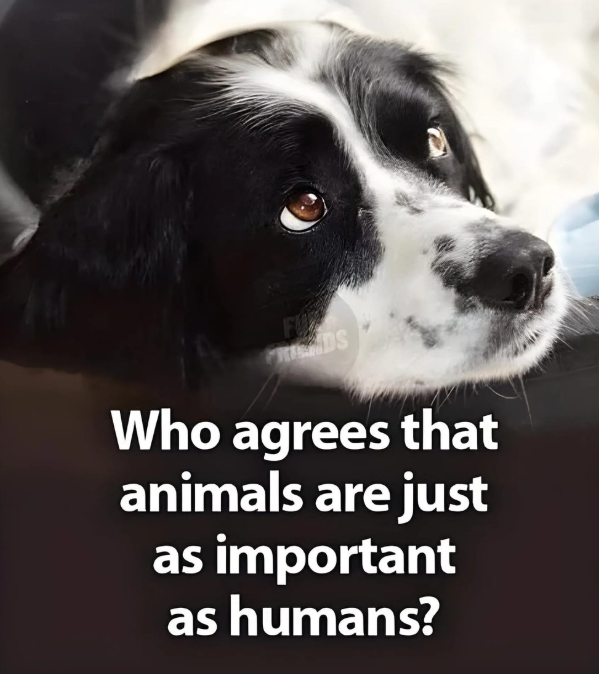 _XDogs's tweet photo. https://t.co/4lgZWZqUqE