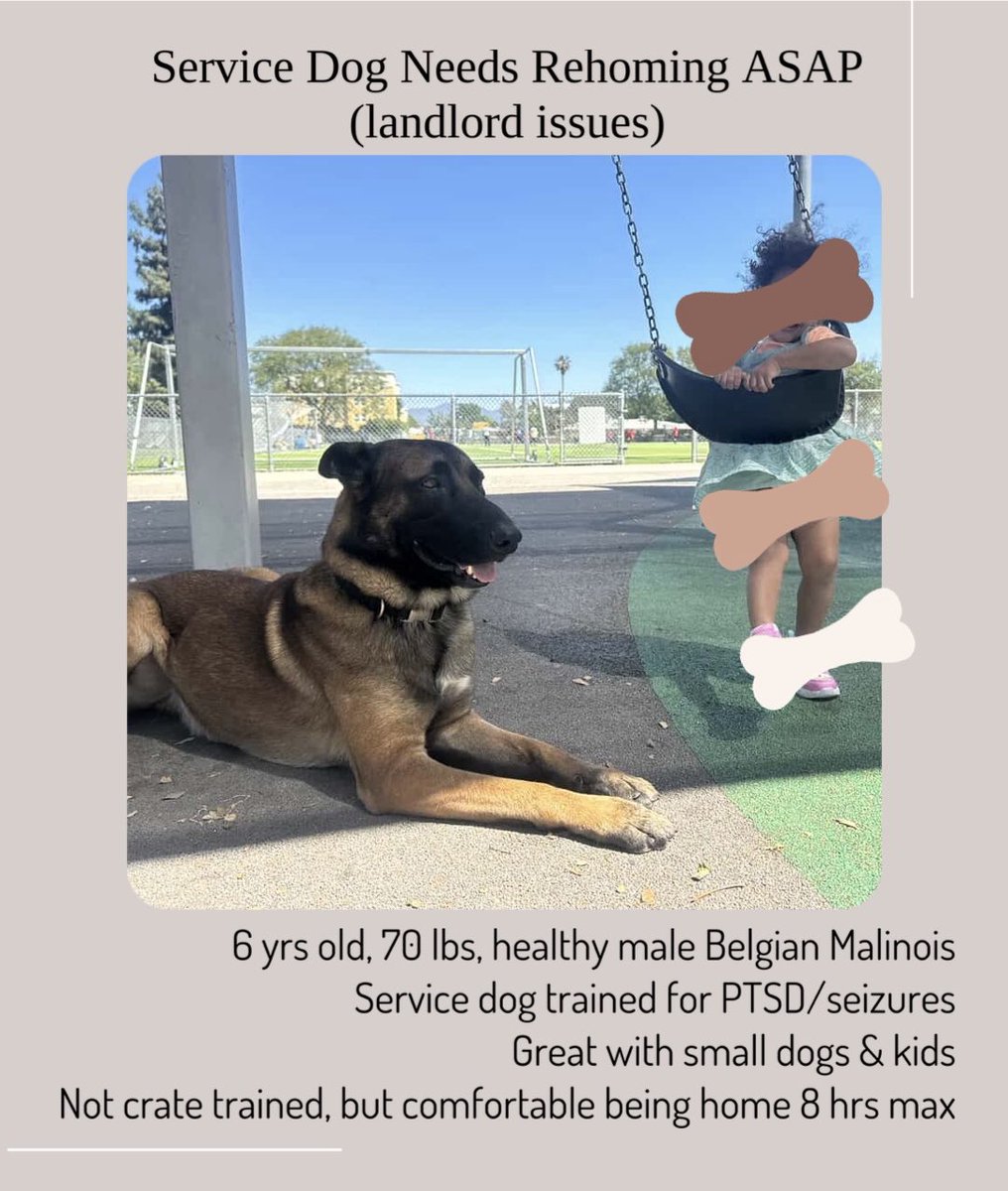 LA Dog Lovers! Please Reshare! Service Dog will go to a shelter if he doesn’t get rehomed!