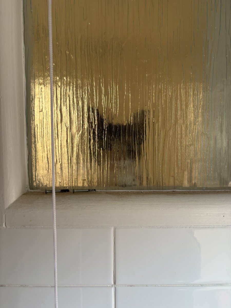 alice 🦭 tweet media